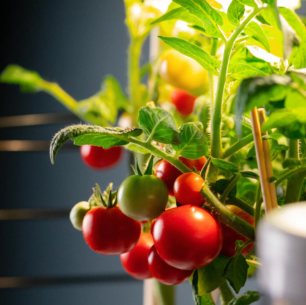 Tomates cerises